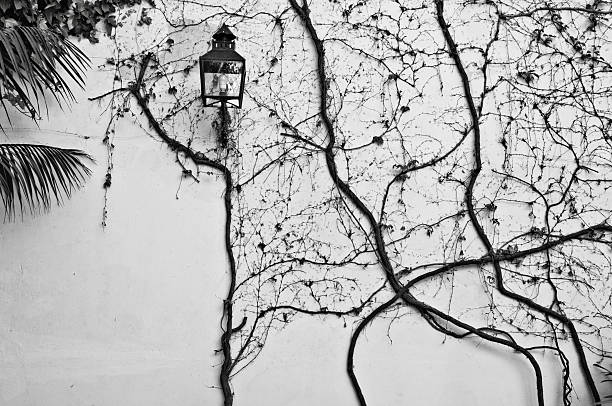Lantern and dormant creeper on a wall stock photo