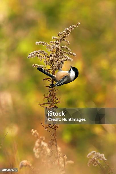 Chickadee Clinging To A Plant In A Beautiful Field Stock Photo - Download Image Now - Bird, Chickadee, Grass