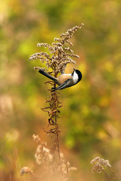 Chapim-se obstinadamente de uma planta em um belo campo - foto de acervo