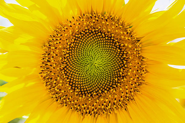 istock Bright yellow sunflower close-up 485117592