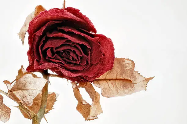 a single duerre dried red rose with rose blazers on a white background for cropping.
