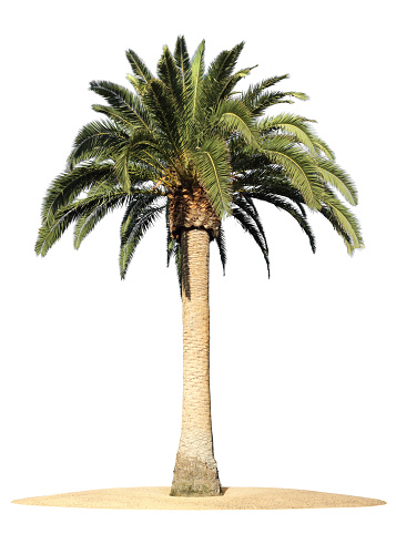 Palm Tree and Sand