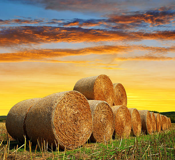 istock Straw bales on farmland 485118000