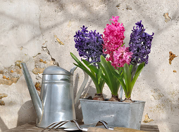 istock hyacinths in metal pot 485118329