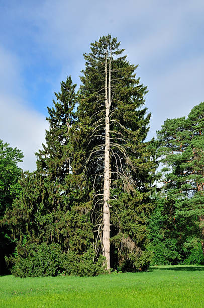 istock Meadows grass, edges of pine forest. 485119490