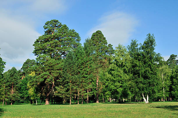 istock Meadows grass, edges of pine forest. 485119514