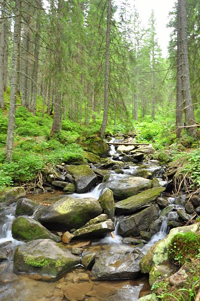 istock Forest and mountain river in the Carpathians 485122788