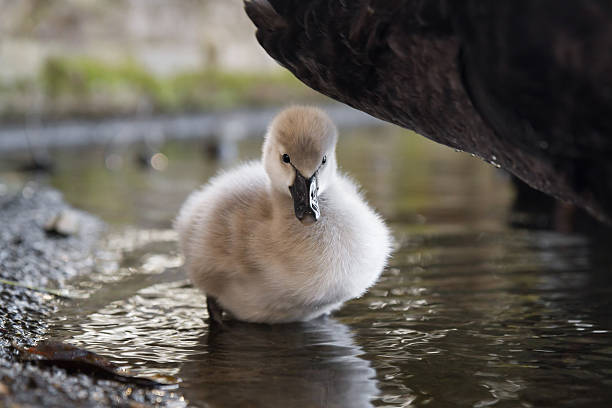 Baby Black Swan Cygnet Three Week Old Ugly Duckling stock photo