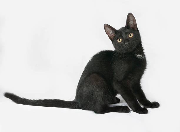 istock Black and white fluffy kitten sitting on gray 485123104