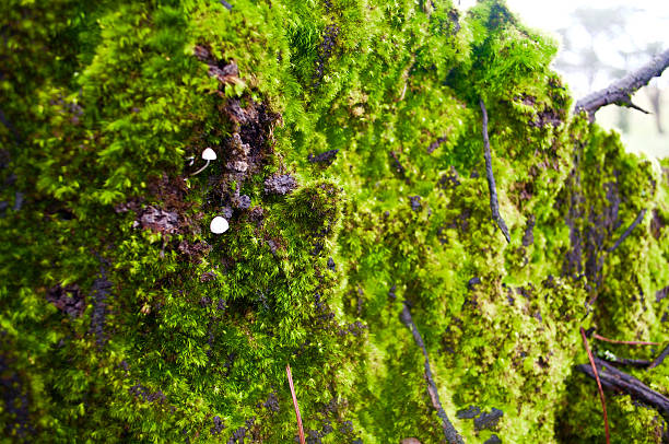 Green Moss with The Little Mushrooms on roots of a big dead tree