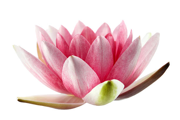 istock Lotus or water lily isolated 485123874