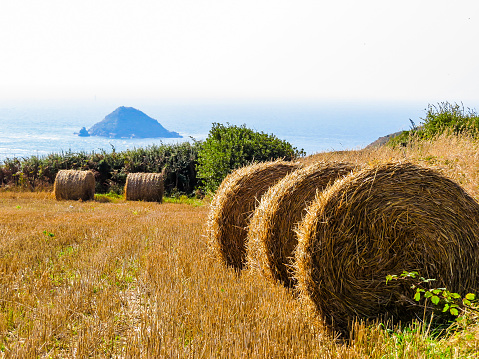 Straw hay bale on the field after harvest. Sark Island, Channel Islands