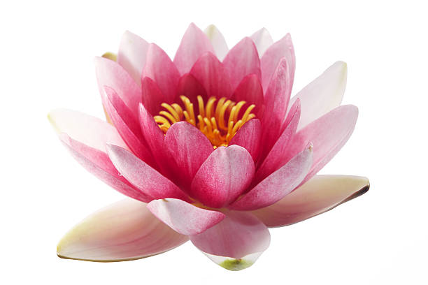 istock Lotus or water lily isolated 485124768
