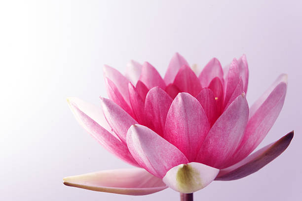 istock water lily, lotus on pastel background 485124812