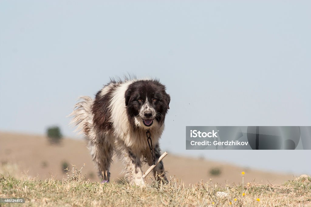 Cão Pastor - Foto de stock de 2015 royalty-free