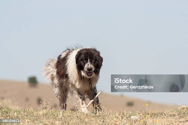 Foto de Cão Pastor e mais fotos de stock de 2015 - 2015, Agricultura, Animal