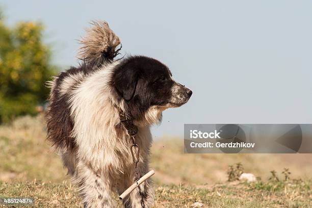 Foto de Cão Pastor e mais fotos de stock de 2015 - 2015, Agricultura, Animal