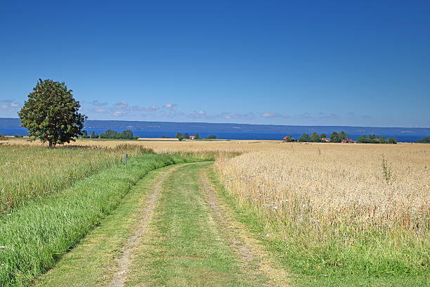 Landscape The landscape of Visingsö island, Sweden. jonkoping stock pictures, royalty-free photos & images