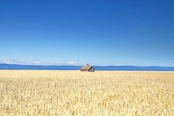 Landscape Field with shed, Visingsö, Sweden. jonkoping stock pictures, royalty-free photos & images