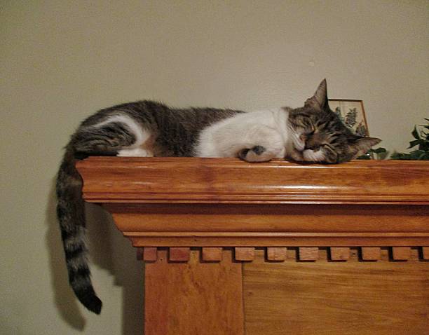 Tabby Cat, Asleep, on Top of a Wooden Mantle stock photo