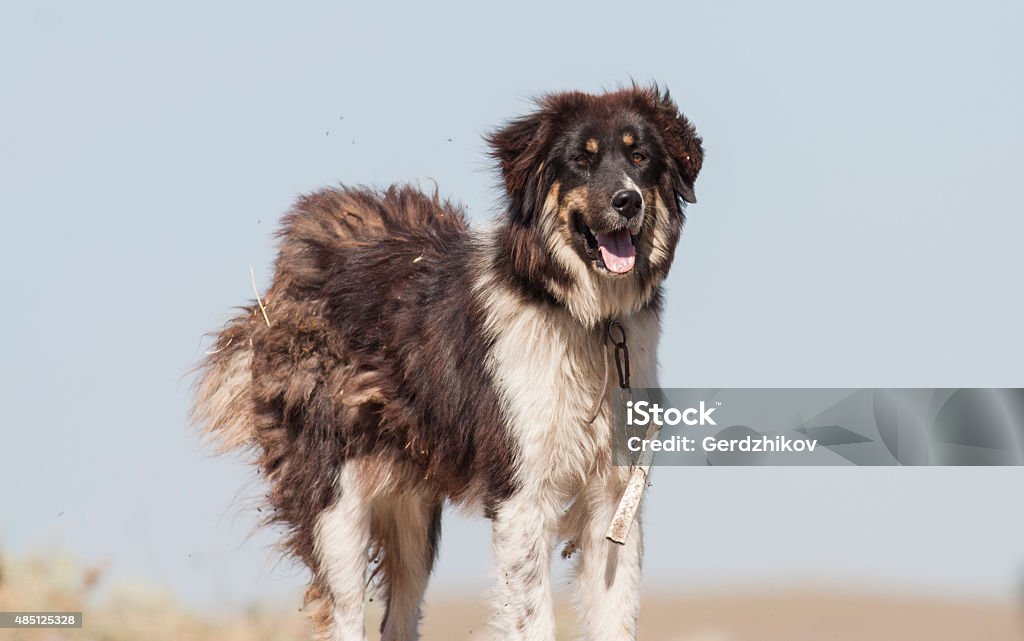 Cão Pastor - Foto de stock de 2015 royalty-free