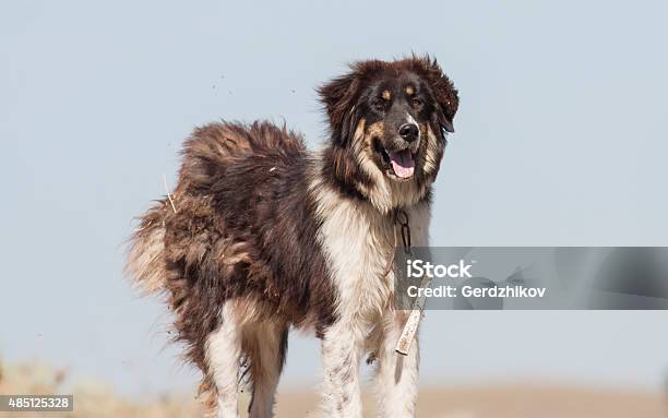 Foto de Cão Pastor e mais fotos de stock de 2015 - 2015, Agricultura, Animal