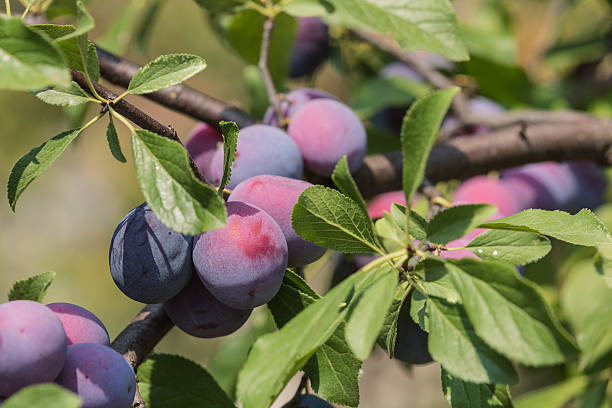 istock Plum tree with juicy fruits 485125766