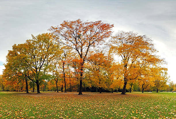 istock Autumn forest in park, Bratislava 485125932