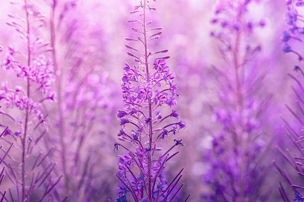 istock Chamerion flowers in violet tone 485128462