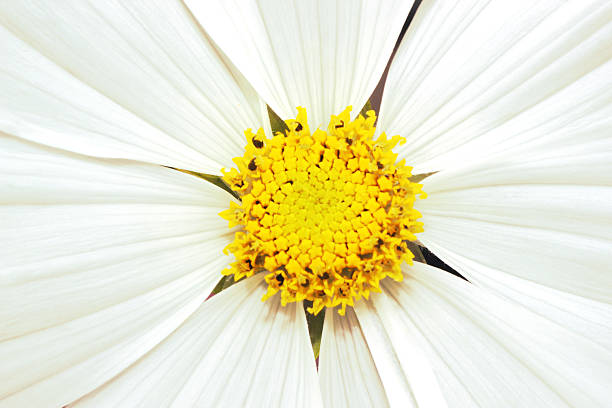 white flower with close up of yellow  center 