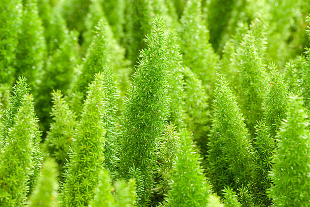 istock Little pine green plant background popular choice for christmas 485129210