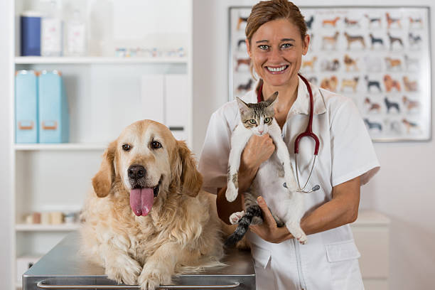 la clinica veterinaria - animale femmina foto e immagini stock