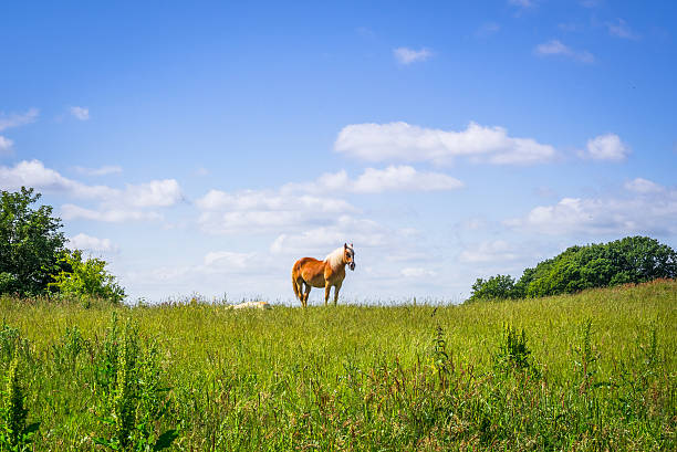 istock Horse standing on an idyllic meadow 485129568