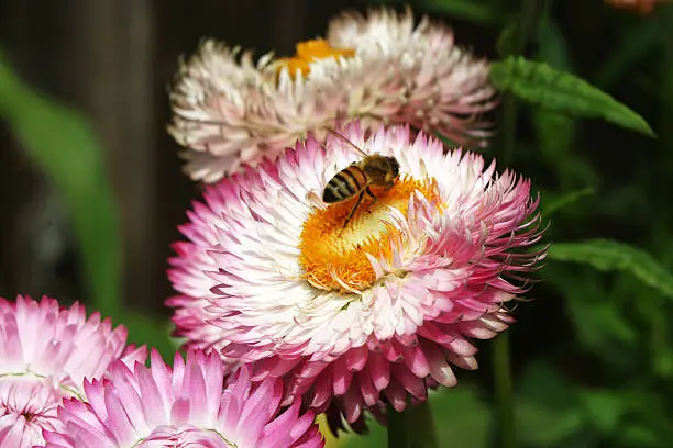 Bee collecting pollen on a strawflower