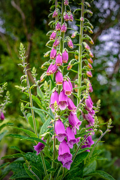 istock Pink Campanula flower in the summer 485130012