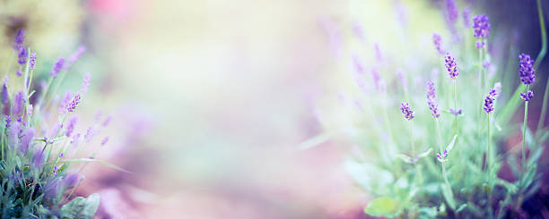 belle fiori di lavanda pianta su sfondo sfocato natura, banner - giardiniere di panorama foto e immagini stock