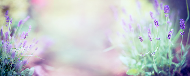 Fine lavender flowers plant and blooming on blurred nature background , banner for website