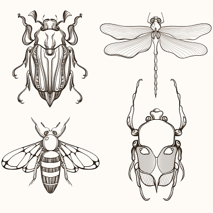 Hand drawn engraving Sketch of Scarab Beetle, May bug, Bee and Dragonfly. Design for tattoo and handmade decorative brooch.