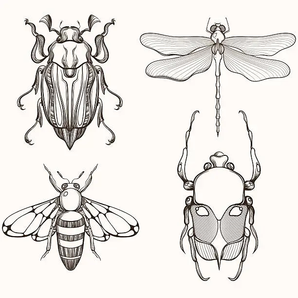Vector illustration of Hand drawn engraving Sketch of Scarab Beetle, May bug,