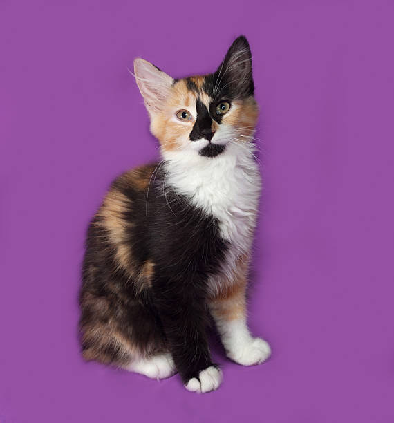 istock Tricolor kitten sitting on lilac 485133944