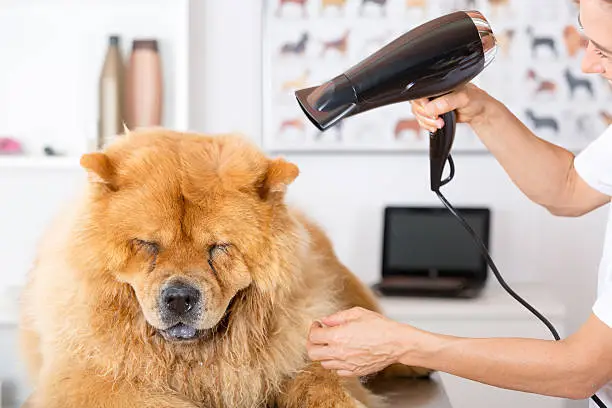 Photo of Canine hairdresser