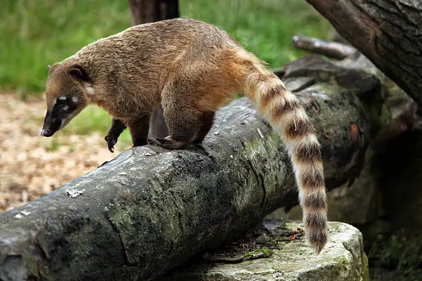 South American coati (Nasua nasua), also known as the ring-tailed coati. Wildlife animal.