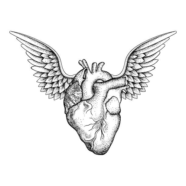 Hand drawn elegant heart with wings Hand drawn elegant heart with wings, black sketch for t-shirt print or  tattoos design, dot work art. Vintage vector illustration isolated on white background. human heart sketch stock illustrations