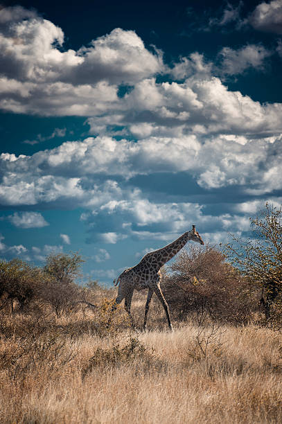 żyrafy w afryce południowej - south african giraffe zdjęcia i obrazy z banku zdjęć