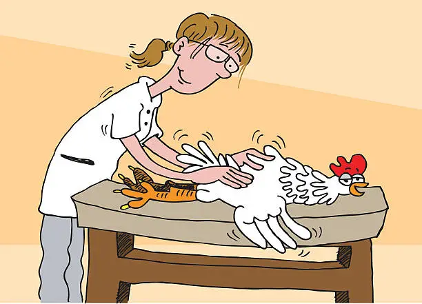 Vector illustration of Chicken massage