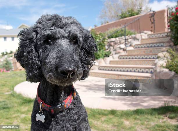 Black Standard Poodle Stock Photo - Download Image Now - Black Color, Poodle, 2015