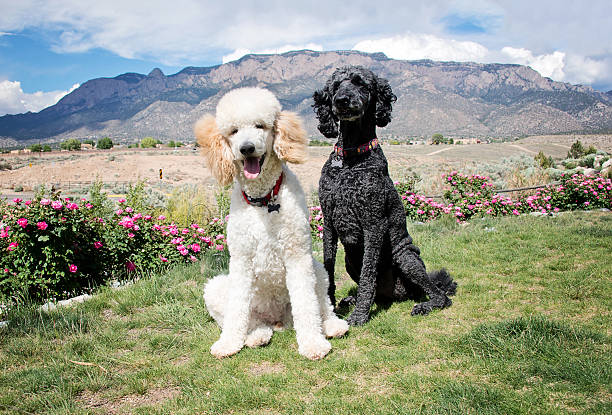 istock Black and White Standard Poodles in Garden 485143500