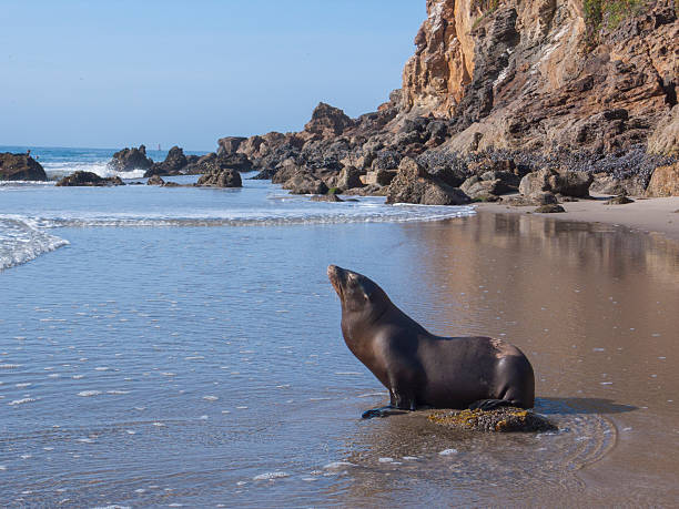 A natural sea lion sunning itself along the water's edge in the ocean by a rocky cliff backdrop.  Image was captured in the Los Angeles area of the pacific ocean. 