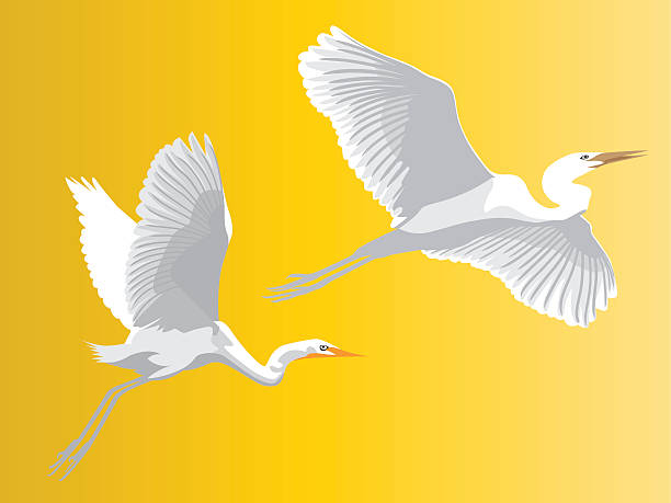 czapla - egret stock illustrations