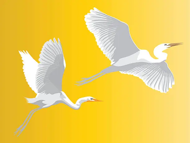 Vector illustration of Egret
